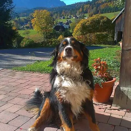 Reitbauernhof Schartner Altaussee