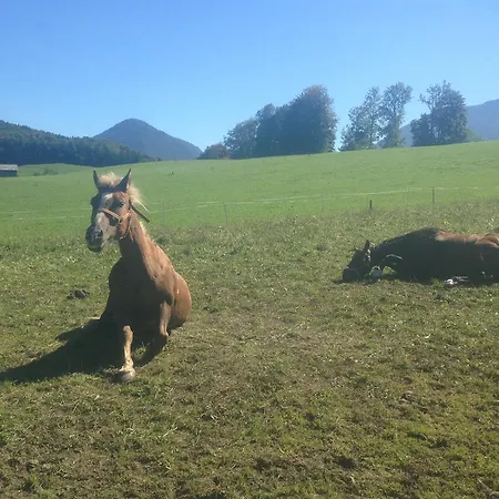 招待所 沙特纳马场旅馆 奥尔陶斯