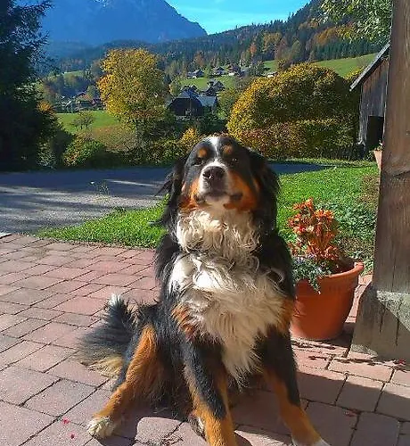 Reitbauernhof Schartner Altaussee