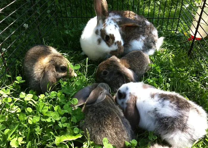 Reitbauernhof Schartner التوسي