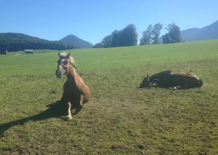 بيت ضيافة Reitbauernhof Schartner التوسي
