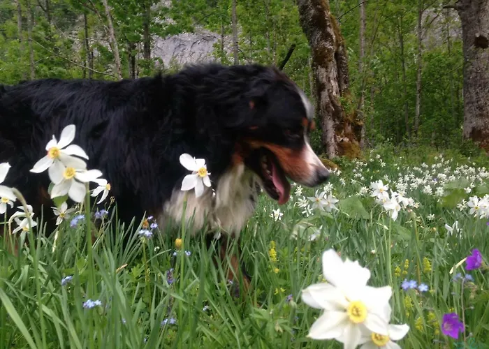 بيت ضيافة Reitbauernhof Schartner